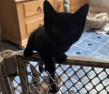KOURTNEY -  Domestic Short Hair Cat for Adoption in San Antonio, Texas - KOURTNEY | PetCurious