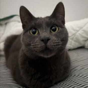 Domestic Short Hair Cats Available for Adoption - Franklin | PetCurious
