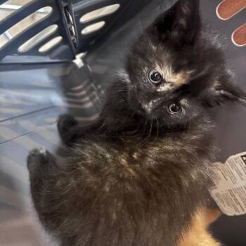 Tortita -  Domestic Short Hair Cat for Adoption in Indianapolis, Indiana - Tortita | PetCurious