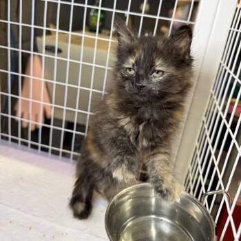Domestic Long Hair Cats Available for Adoption - Cami | PetCurious
