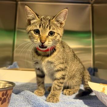 Mandy -  Domestic Short Hair Cat for Adoption in Tampa, Florida - Mandy | PetCurious