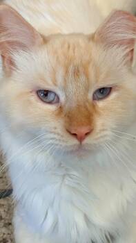 Ollie -  Siamese Cat for Adoption in San Jose, California - Ollie | PetCurious