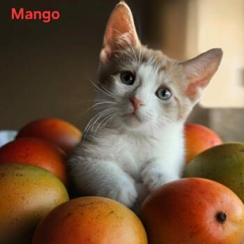 Tabby Cats Available for Adoption in Scottsdale, Arizona - Mango | PetCurious