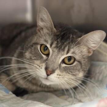 Domestic Short Hair Cats Available for Adoption in Matteson, Illinois - Grau | PetCurious