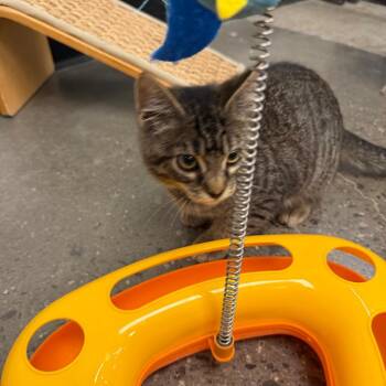 Domestic Short Hair Cats Available for Adoption in Buffalo, New York - Happy | PetCurious