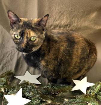 Jelly Kitters 148-26 -  Domestic Short Hair Cat for Adoption in Cumming, Georgia - Jelly Kitters 148-26 | PetCurious