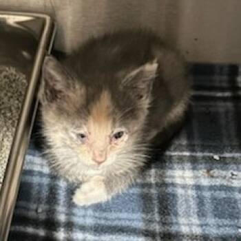 Rescue Domestic Short Hair Cats for Adoption in Carlyle, Illinois - ACON-Stray-11056_2_3_4 | PetCurious