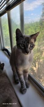 Romeo  11 -  Siamese and American Shorthair Cat for Adoption in Austin, Texas - Romeo  11 | PetCurious