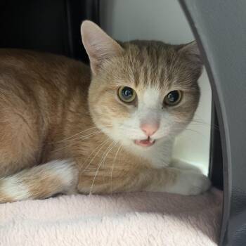 Pumpernickel -  Domestic Short Hair Cat for Adoption in Salt Lake City, Utah - Pumpernickel | PetCurious