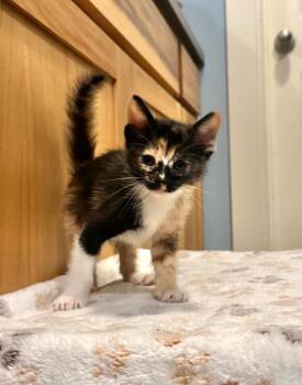 Ada -  Domestic Short Hair Cat for Adoption in Valley Park, Oklahoma - Ada | PetCurious