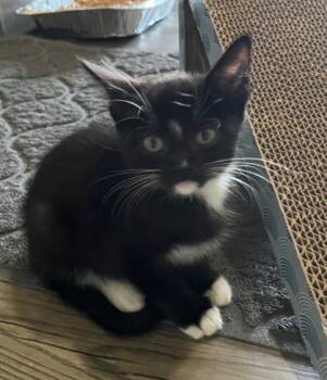 Orianna -  Domestic Short Hair Cat for Adoption in Morristown, New Jersey - Orianna | PetCurious
