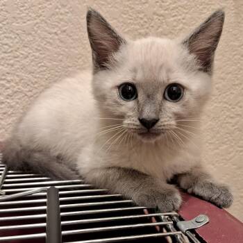Lula Adams/Weingarten -  Domestic Short Hair Cat for Adoption in Morrison, Colorado - Lula Adams/Weingarten | PetCurious