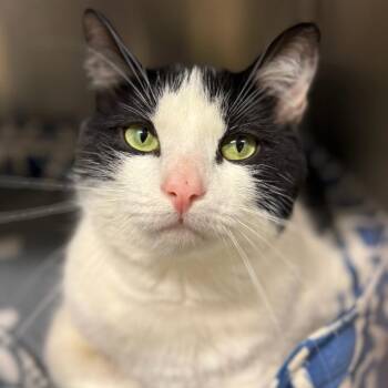 Domestic Short Hair Cats Available for Adoption - Peri | PetCurious