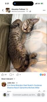 Dakota C -  Domestic Long Hair Cat for Adoption in Rosenberg, Texas - Dakota C | PetCurious
