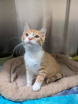Haribo -  Domestic Short Hair Cat for Adoption in Chambersburg, Pennsylvania - Haribo | PetCurious