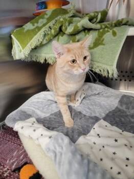 Kylo -  Domestic Short Hair Cat for Adoption in Fergus Falls, Minnesota - Kylo | PetCurious