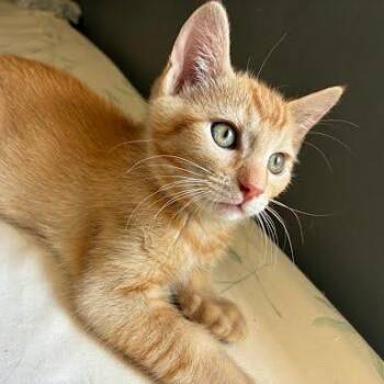Macaroni -  Tabby and Domestic Short Hair Cat for Adoption in Sacramento, California - Macaroni | PetCurious