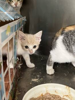 Rescue Domestic Short Hair Cats for Adoption in Brighton, Michigan - Dreamcicle | PetCurious