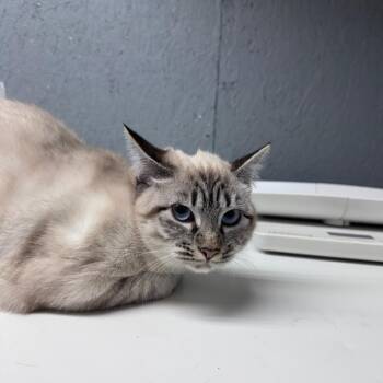 Domestic Short Hair Cats Available for Adoption - Calliope | PetCurious