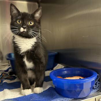 Tuxedo Cats Available for Adoption in La Grange Park, Illinois - Marsha | PetCurious