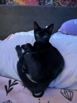 Rescue Domestic Short Hair Cats for Adoption in Randolph, Alabama - Athena | PetCurious