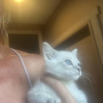 Taunie -  Siamese Cat Available for Adoption in Palma Sola, Florida - Taunie | PetCurious