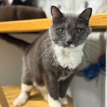 Rescue Domestic Short Hair Cats for Adoption in Sheridan, Wyoming - Vernon | PetCurious