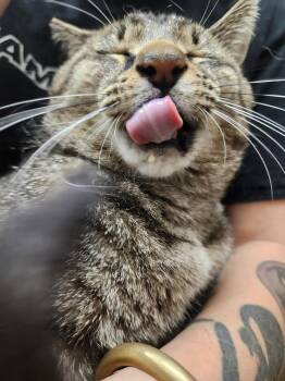 Buddy -  Domestic Short Hair Cat for Adoption in Lorain, Ohio - Buddy | PetCurious