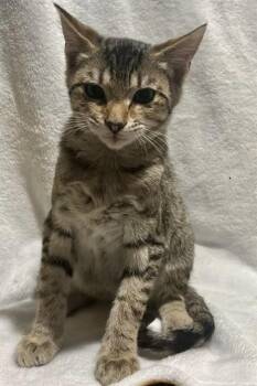 SIMBA -  Domestic Short Hair Cat for Adoption in Conroe, Texas - SIMBA | PetCurious