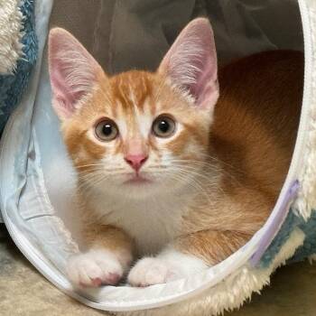 Boris -  Domestic Short Hair Cat for Adoption in Cambria, California - Boris | PetCurious
