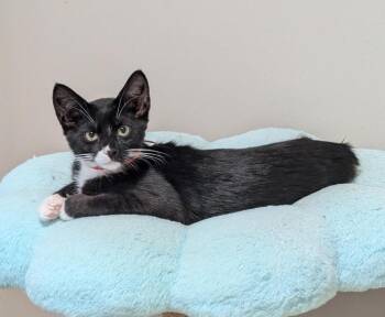 Tallulah -  Domestic Short Hair Cat for Adoption in Wayne, New Jersey - Tallulah | PetCurious