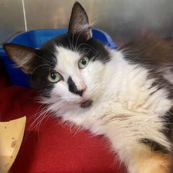 Garcon -  Domestic Medium Hair Cat for Adoption in Fall River, Massachusetts - Garcon | PetCurious