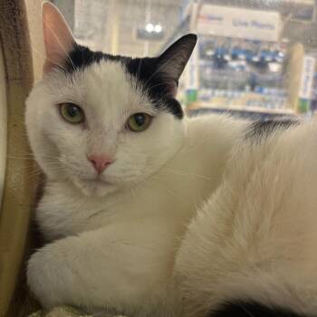Linny -  Domestic Short Hair Cat for Adoption in Hopewell, Virginia - Linny | PetCurious