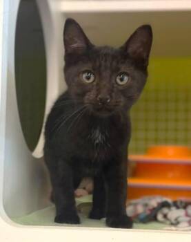 Fendi -  Domestic Short Hair Cat for Adoption in Kansas City, Missouri - Fendi | PetCurious