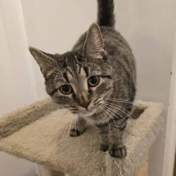 Tabby Cats Available for Adoption in Huntington, New York - Bridget | PetCurious