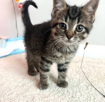 Tabby Cats Available for Adoption in Ypsilanti, Michigan - Pinto | PetCurious