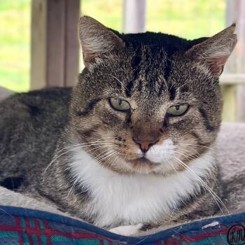 Bert -  Domestic Short Hair Cat for Adoption in Victor, New York - Bert | PetCurious