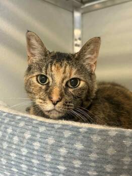 Rescue Domestic Short Hair Cats for Adoption in Kodiak, Alaska - Arya | PetCurious