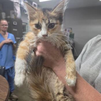 Ginger -  Domestic Short Hair Cat for Adoption in Clanton, Alabama - Ginger | PetCurious