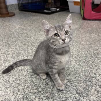Tanqueray -  Domestic Short Hair Cat for Adoption in Falls Church, Virginia - Tanqueray | PetCurious