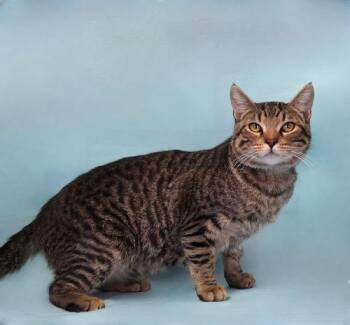 Domestic Short Hair Cats Available for Adoption in Pasadena, California - COOPER | PetCurious