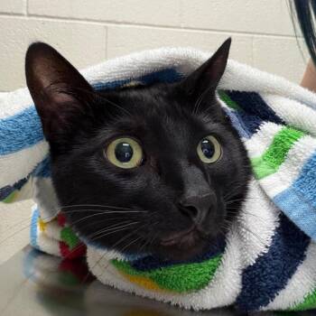 Bean -  Domestic Short Hair Cat for Adoption in Murray, Utah - Bean | PetCurious
