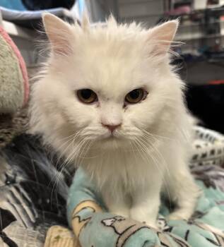 Zosar (Persian) -  Persian Cat Available for Adoption in Fairfax, Virginia - Zosar (Persian) | PetCurious