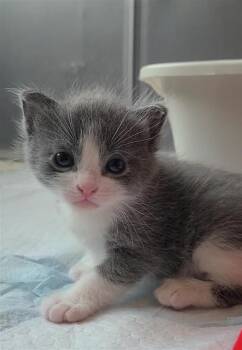 George -  Domestic Short Hair Cat for Adoption in Fayetteville, Arkansas - George | PetCurious