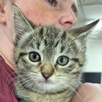 Maddy -  Domestic Short Hair Cat for Adoption in Zanesville, Ohio - Maddy | PetCurious
