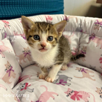 Rescue Domestic Short Hair Cats for Adoption in Cheyenne, Wyoming - Theodora | PetCurious