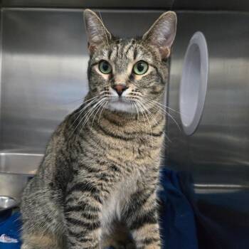 Icelynn -  Domestic Short Hair Cat for Adoption in Idaho Falls, Idaho - Icelynn | PetCurious