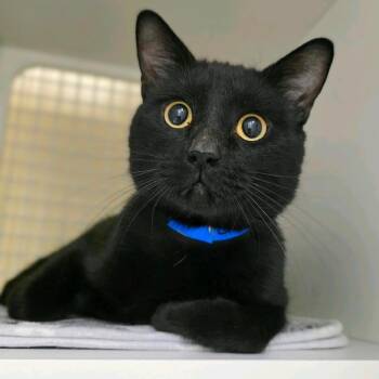 Domestic Short Hair Cats Available for Adoption in Buffalo, New York - Creeper | PetCurious