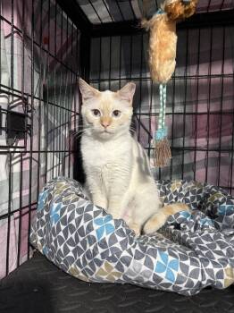 Jazzmine -  Siamese Cat Available for Adoption - Jazzmine | PetCurious