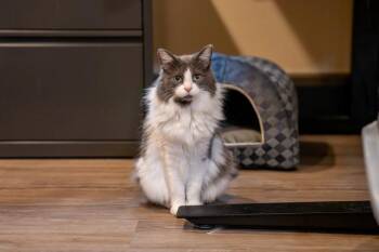 Lexi -  Domestic Medium Hair Cat for Adoption in Portland, Oregon - Lexi | PetCurious